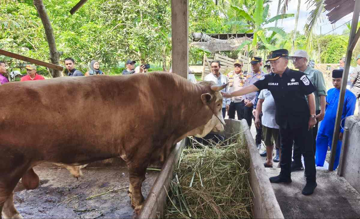 Sapi Kurban Presiden Seberat 903 Kilogram Tiba di Kepulauan Meranti