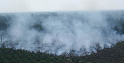 PT Minamas Pastikan tak Ada Kebakaran Lahan di Areal Operasinya