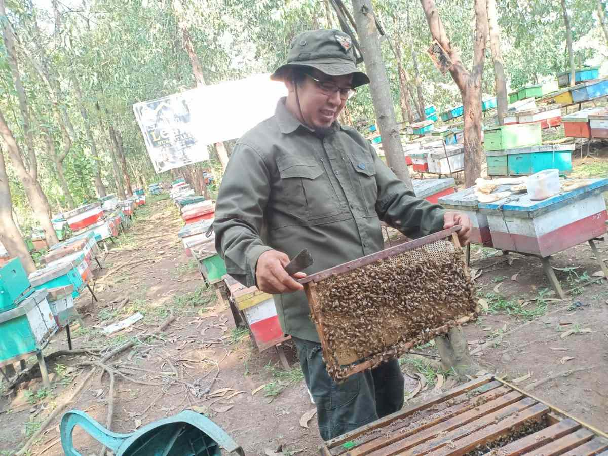 Dihantam Pandemi Hingga Disatroni Beruang Liar, Bisnis Madu Sugeng Kini Beromzet Belasan Juta