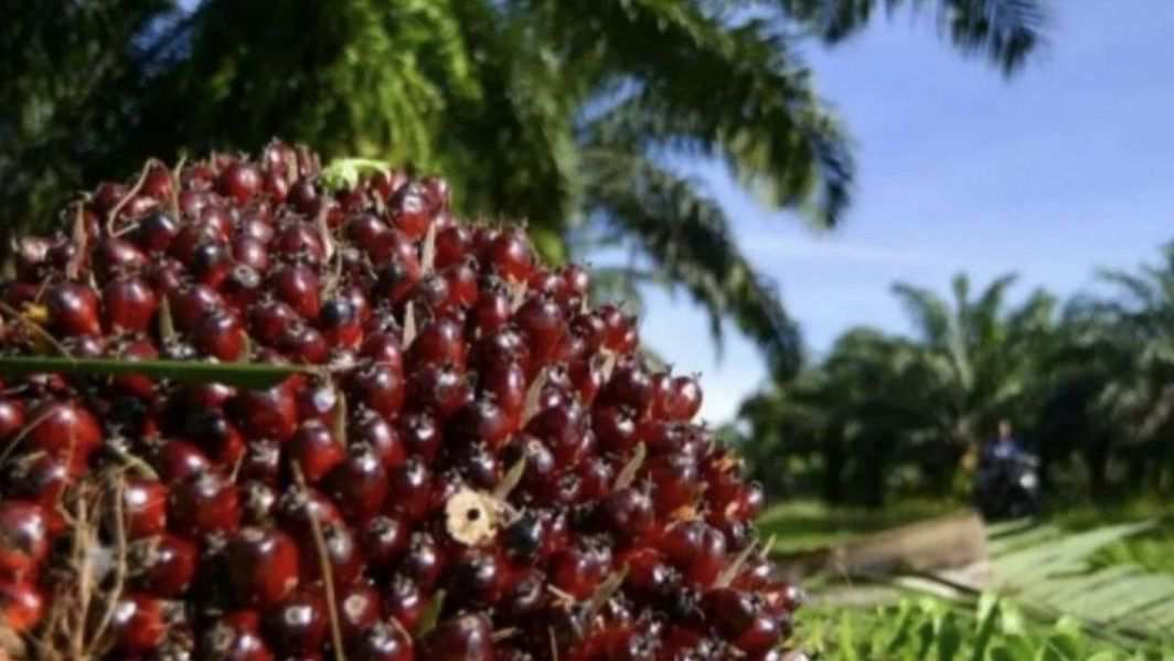 Harga CPO dan Kernel Terkerek, TBS Sawit Swadaya Riau Tembus Rp3.846 per Kilogram