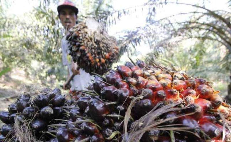 Harga CPO dan Kernel Naik, TBS Sawit Plasma Riau Tembus Rp3.930