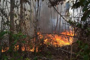 GoRiau Bakar Hutan di Riau, Perusahaan Malaysia Divonis Bebas