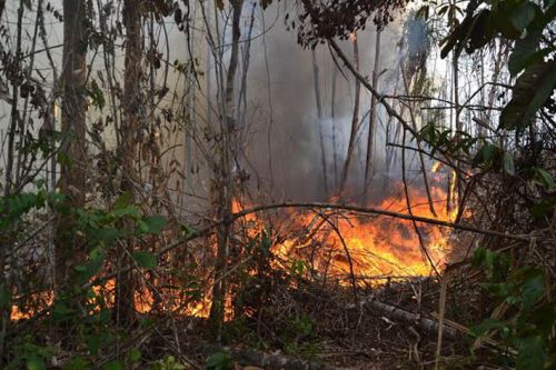Bakar Hutan di Riau, Perusahaan Malaysia Divonis Bebas