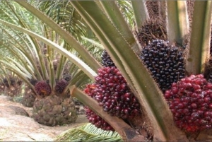 GoRiau KPK Mulai Telusuri Perizinan Perkebunan Kelapa Sawit di Riau