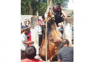 GoRiau Mengamuk Saat Dijemput Pembeli, Sapi Kurban Seharga Rp21 Juta Mati Setelah Tercebur ke Sumur Sedalam 9 Meter