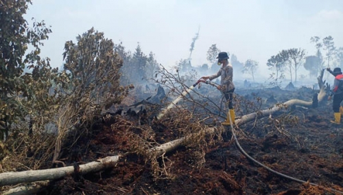 Sekitar 50 Hektare PT Tesso Indah Terbakar