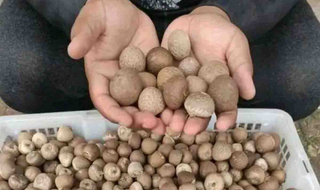 Harga Pinang Kering di Riau Minggu Ini Turun
