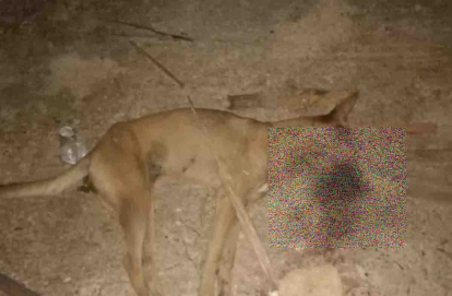 GoRiau Anjing Gigit 9 Warga Pekanbaru, Dinas PKH Riau Lakukan Pemeriksaan Rabies
