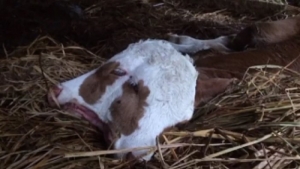 GoRiau Anak Sapi Berkepala 2 Hebohkan Warga Gunungkidul, Ini Penampakannya