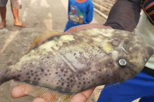 GoRiau Ikan Bertuliskan Maluku dan Ambon Melompat Masuk Perahu Nelayan, Warga Khawatir Pertanda Bencana