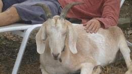Makan Bunga, Seekor Kambing Diperkarakan Polisi ke Pengadilan