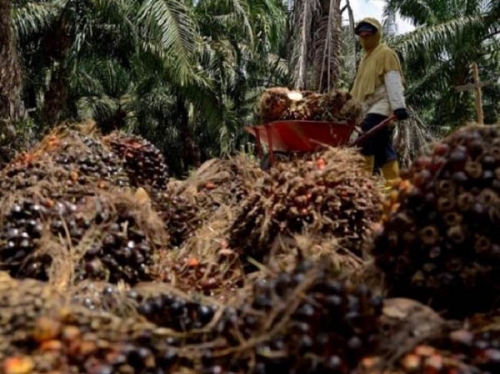 Harga TBS Kelapa Sawit di Riau Naik Tipis Rp31,06 per Kilogram