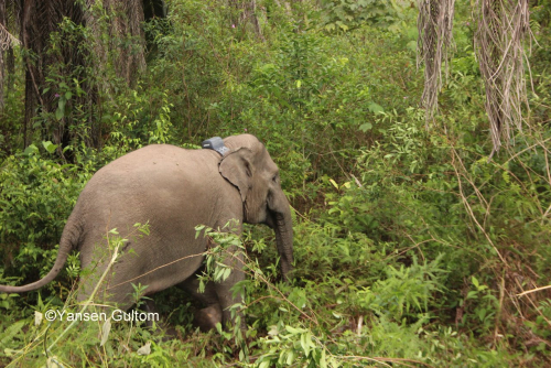 Minimalisir Konflik Satwa Liar dan Manusia, BBKSDA Riau Pasang GPS Collar ke Gajah