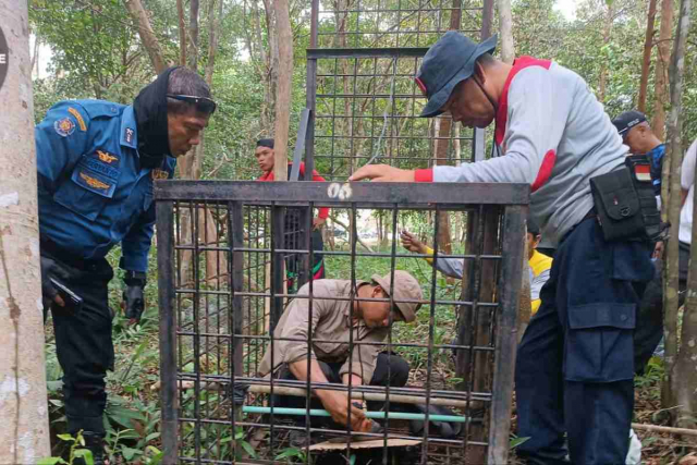Harimau yang Berkeliaran di Siak Belum Ditemukan, Warga Diminta Tetap Waspada