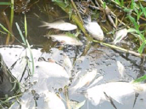 Banyak Ikan Mati Mendadak di Sungai Kerumutan Diduga Akibat Cemaran Limbah PT MAS