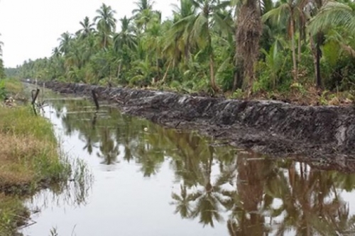 Selamatkan 12.500 Hektare Kebun Kelapa, DPRD Inhil Sepakat Bangun 500 KM Tanggul Tahun Ini
