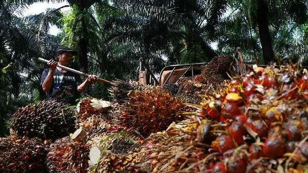 Pemerintah akan Setop Ekspor CPO, Petani Sawit di Kampar Cemas Terkena Imbas
