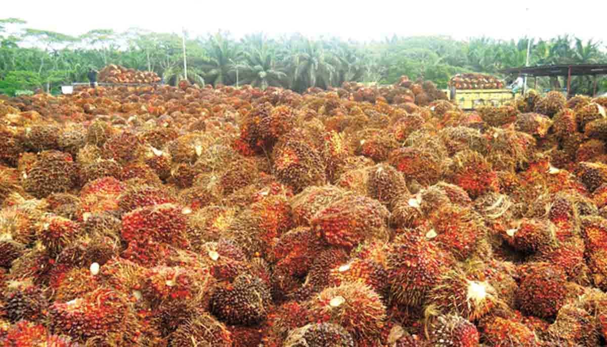 Pekan Ini, Harga Kelapa Sawit Mitra Plasma dan Swadaya Riau Hanya Berbeda Tipis