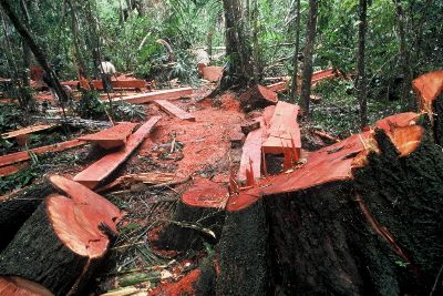 Polisi Hijaukan Daerah Jajahan Illegal Logging Pelalawan