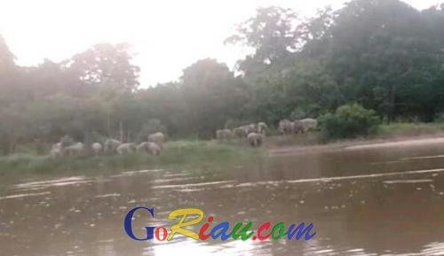 Kawanan Gajah Liar Masuk Kampung di Langgam Pelalawan