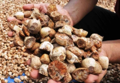 GoRiau Harga Pinang Kering di Riau Turun Jadi Rp6.594 per Kg