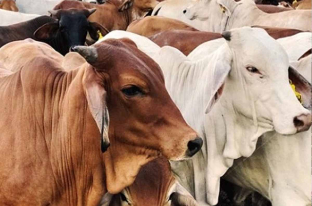 Jumlah Sapi Kurban ASN Pemprov Riau Meningkat, Hingga Saat Ini Sudah Terkumpul 35 Ekor
