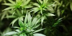 Dianggap Dokter Sinting, Bapak Ini Nekat Obati Anaknya dengan Ganja