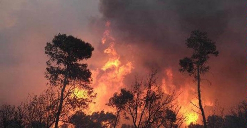 Singapura Mulai Lakukan Investigasi 4 Perusahaan Diduga Pembakar Hutan di Indonesia