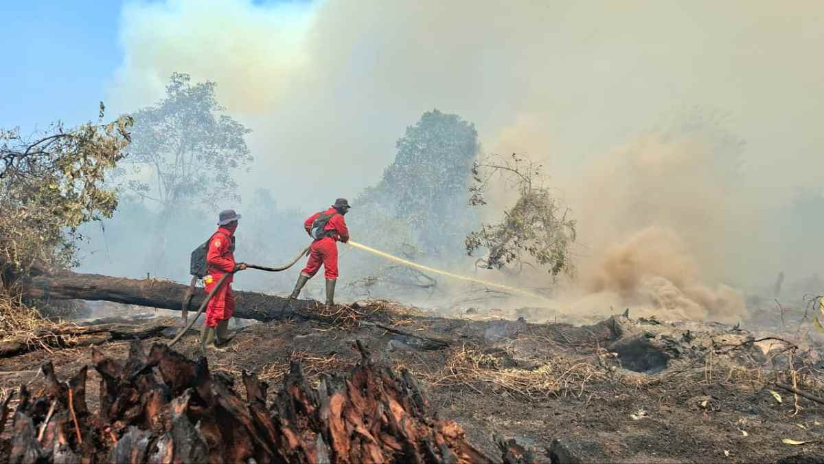 Asap Pekat Hambat Pemadaman, Karhutla di Lahan Gambut Pelalawan Belum Tuntas