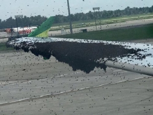GoRiau Begini Penampakan Puluhan Ribu Lebah Serang Pesawat Citilink di Kuala Namu
