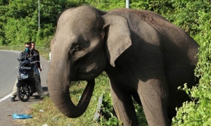 GoRiau Gajah Liar Mengamuk Akibat Kebakaran Hutan Riau