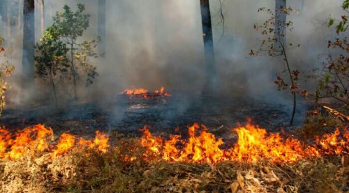 LSM Asing Dicurigai Terlibat Provokasi Pembakaran Hutan, Ini Tujuannya