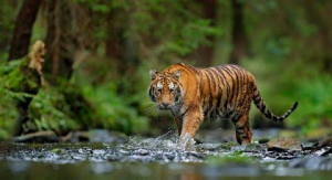Harimau Sumatera Kembali Terkam Petani Kopi, Jasad Korban Ditemukan Berserakan