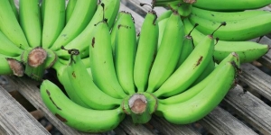 GoRiau Pisang Muda Bisa Atasi Diabetes, Serangan Jantung, Stroke, Diare dan Masalah Pencernaan