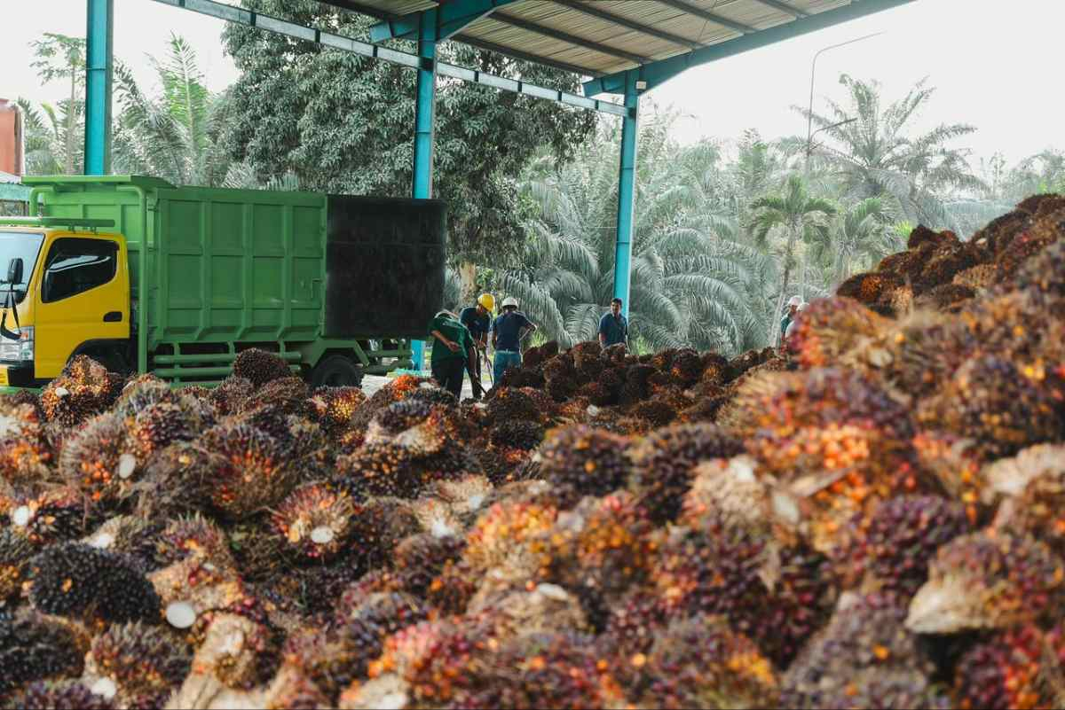 Akurasi 96,77 Persen, PTPN IV Regional III Perkuat Produksi Sawit Berbasis Data