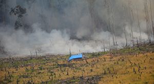 GoRiau Sempat Padam, Kini Api di Cagar Biosfer Giam Siak Kecil Kembali Membara