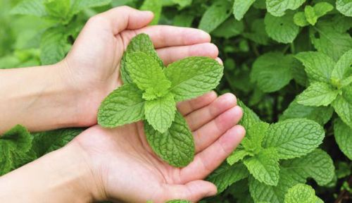 Ini Lima Tanaman yang Dibenci Nyamuk