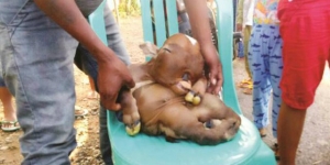 GoRiau Anak Sapi Mirip Manusia Hebohkan Gorontalo, Begini Penampakannya