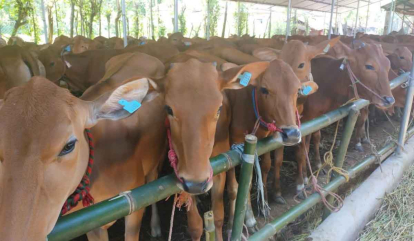 GoRiau Kebutuhan Daging Sapi di Pekanbaru Hampir 1.000 Ekor