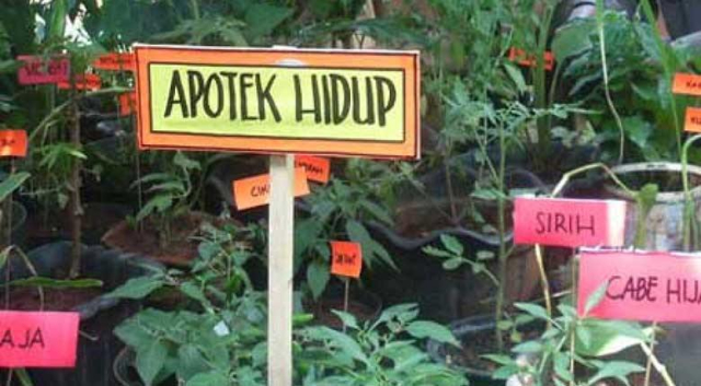 Maksimalkan Pekarangan Rumah, Kepala BPSDM Riau: Apotek Hidup Jadi Sumber Ekonomi