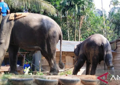 Dua Gajah Liar di Kuala Cinaku Berhasil Dievakuasi Tim Gabungan