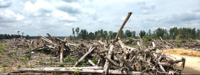 Efisienkan Pelestarian, SALAMBA Minta KLHK dan Gubernur Riau Gelar Kantor dan Personil di Kawasan Hutan