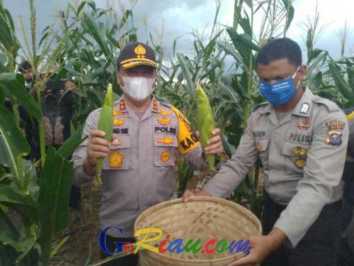 Dibawah Guyuran Hujan, Kapolda dan Gubernur Riau Antusias Memetik Jagung Panen Raya Perdana Hasil Program Jaga Kampung Polri