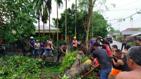 Banyak Pohon Tumbang Akibat Angin Kencang, Wabup dan Kapolres Meranti Turun ke Lapangan Bantu Evakuasi