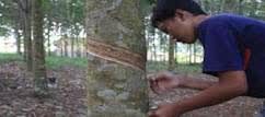 GoRiau Harga Karet Anjlok, Ini yang Akan Dilakukan Pemerintah Mengatasinya