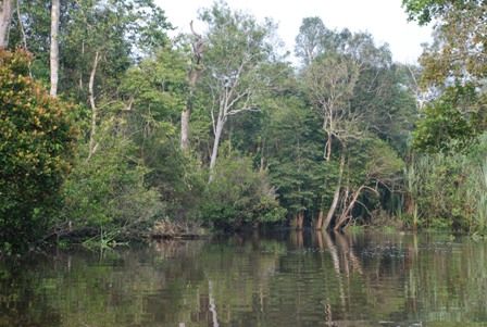 Akibat Kanal Musim Mas, 80 KK Terancam Kehilangan Pencaharian