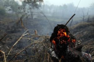 GoRiau Tokoh Adat Disinyalir Berperan Dalam Perambahan TNTN di Riau