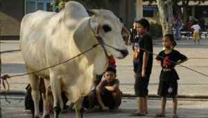GoRiau Batal Salat Idul Adha di Sumbar, Jokowi Kirim Sapi Sebesar Gajah