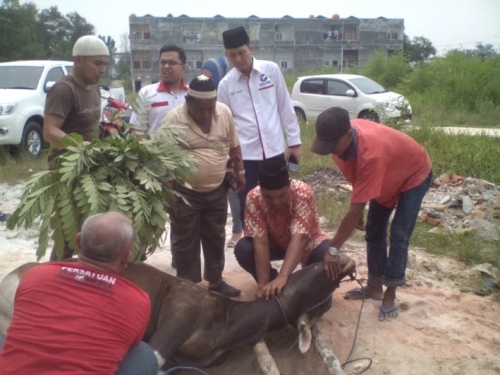 Kurban Serentak Partai Perindo, DPW Riau Potong Satu Ekor Sapi
