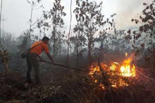 Karhutla Kian Meluas, DPRD Riau: Pelaku Pembakar Lahan Harus Ditindak Tegas